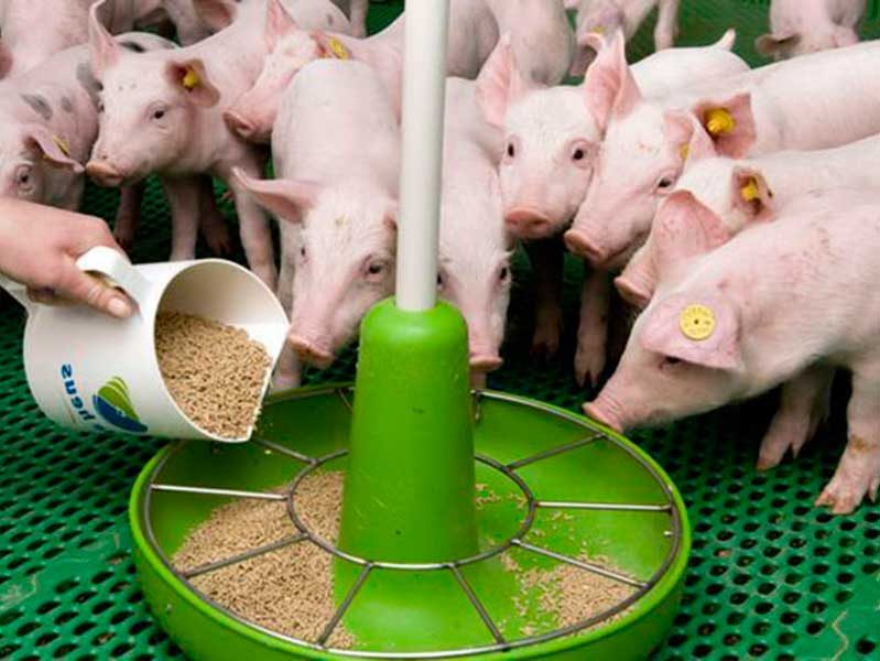 Нормы кормления свиней