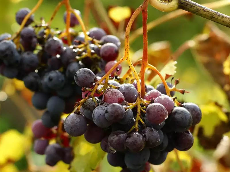 Регулятор роста для винограда