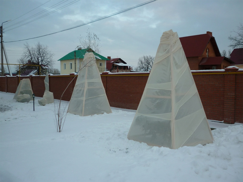 Смородина: от посадки до сбора урожая и подготовка кустов на зиму