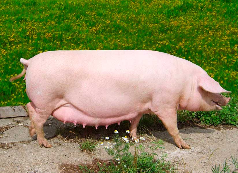 Супоросная свинья