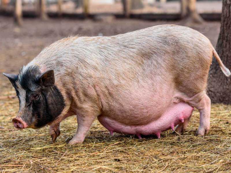 супоросность свиньи в домашних условиях