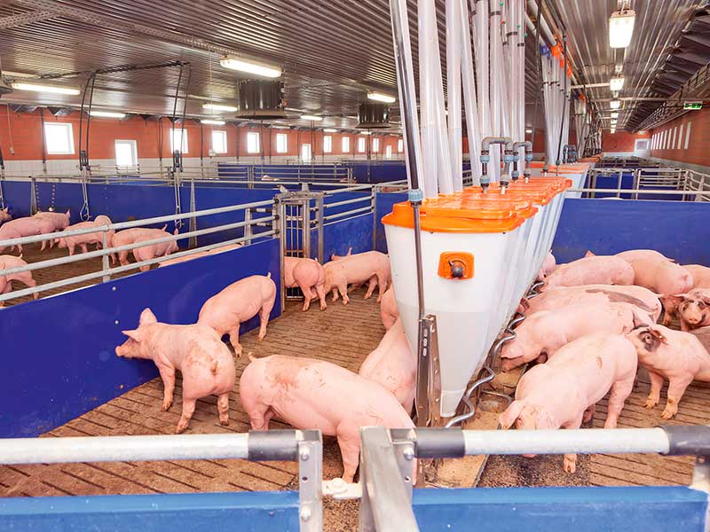 Технология выращивания свиней