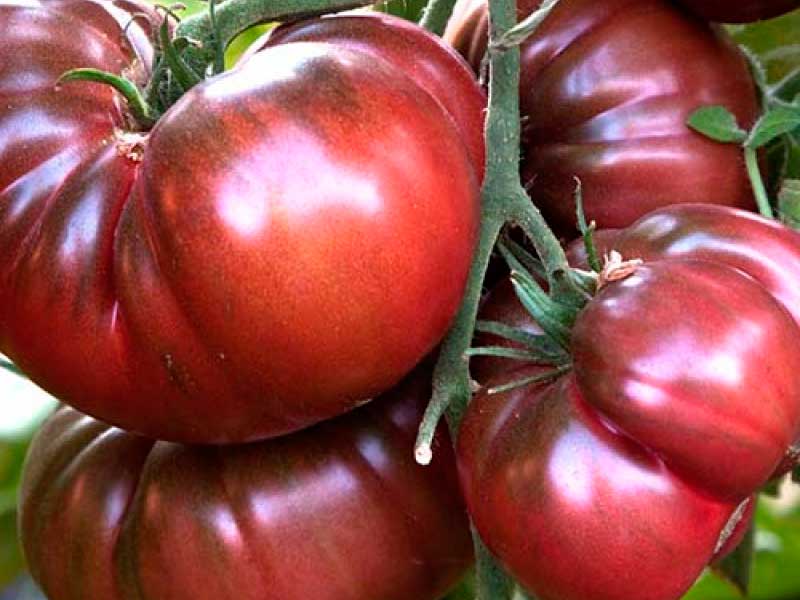 помидоры изобильный описание сорта