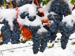 Укрываем виноград на зиму