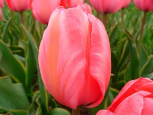 Как выгнать тюльпаны к 8 марта