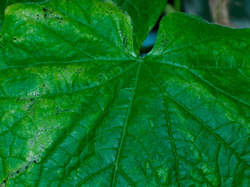 Огурцы болезни листьев фото как лечить