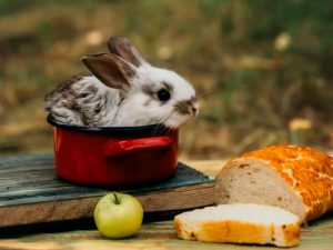 Можно ли кормить кроликов хлебом