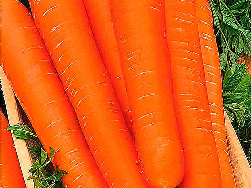 СортСорт моркови Фея моркови Фея