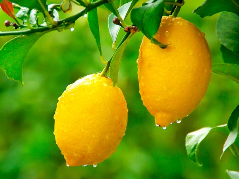 Удобрения для лимона