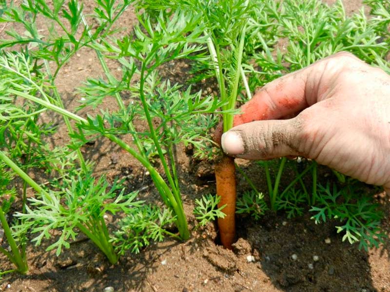 Плохо растет морковь