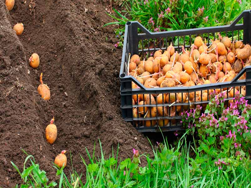 Как лучше посадить картофель на маленьком участке фото