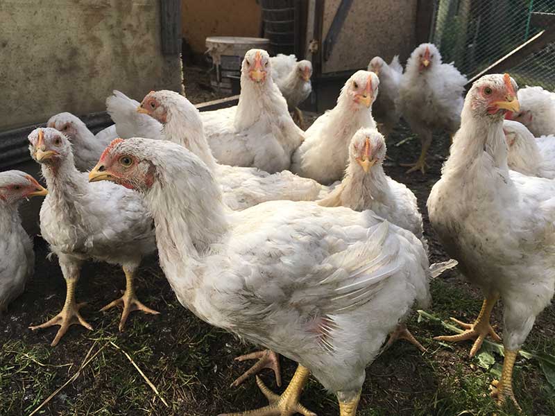 Выращивание цыплят-бройлеров