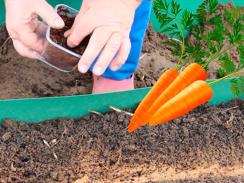 Сажать морковь