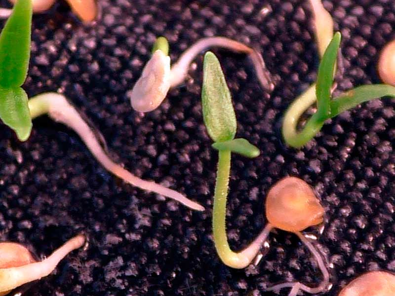 Как вырастить перец из семян в теплице thumbnail