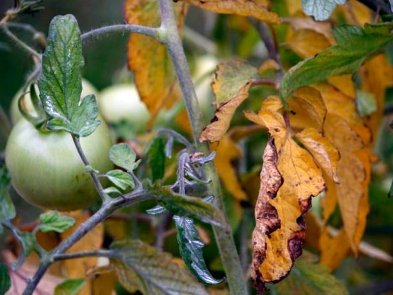 Почему желтеют листья у помидор