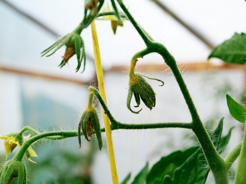 prichiny opadanija cvetkov i zavjazi u tomatov